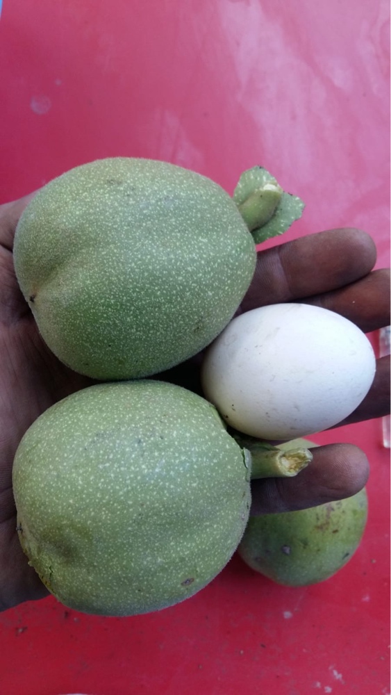 1 TL ve Yumurta Kıyaslaması